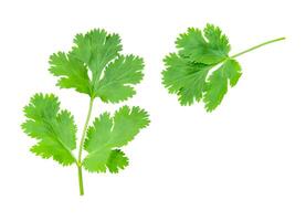 Top view set of fresh green coriander or Chinese parsley leaves isolated on white background with clipping path photo