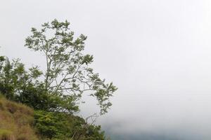 A tree is growing on a hillside with a cloudy sky in the background photo