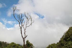 A tree with no leaves is standing in a foggy forest photo