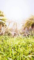 light ray in a Jungle rainforest video