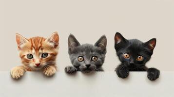 Three kittens are standing on a white board, with one black and two orange photo