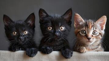 Three black kittens are standing on a white board photo