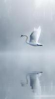 Serene Swan Gliding Across Misty Lake at Sunrise photo