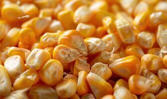 Close-up of Fresh Sweet Corn Grains Texture for Food Background photo