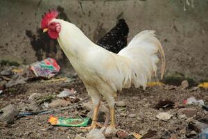 White rooster with red comb in the yard photo