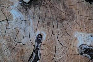 Aged Wooden Texture with Deep Grain and Knots photo