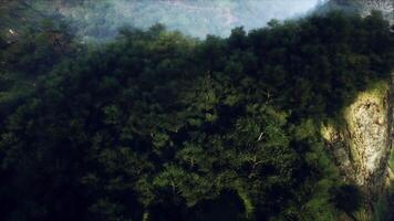 Aerial View of Lush Green Forest in German Alps video
