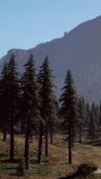 Landscape view of the mountain range with trees in the fall video