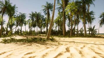 A sandy beach with palm trees and the ocean in the background video