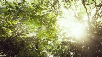 luz solar pierces através tropical floresta dentro névoa video