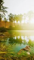 Colorful scene with a palm tree over a small pond in a desert oasis video