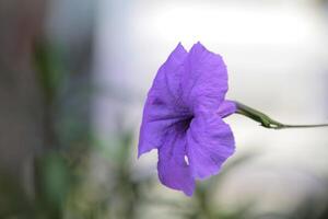 Close-up of a Purple Flower in Bloom photo
