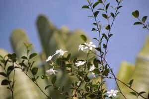 Blooming White Flowers on a Tree with Blue Sky photo