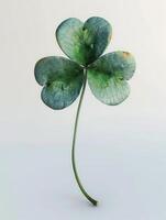 A green leafy plant with four leaves clover is presented photo