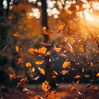 Flying fall leaves on autumn forest background, copy space. Autumn leaves in the forest. Nature background. Fall season. photo