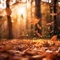 Flying fall leaves on autumn forest background, copy space. Autumn leaves in the forest. Nature background. Fall season. photo