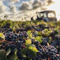 Vineyard. Vine. Ripe red grapes ready for harvest and winemaking process in the vineyard. photo