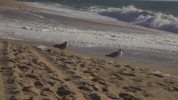 Flock of seagulls on sandy beach by ocean In Porto, Portugal in sunny weather at sunset. Seagulls flying on the beach. Atlantic ocean and public beach and lush ocean. Birds on an ocean beach. video