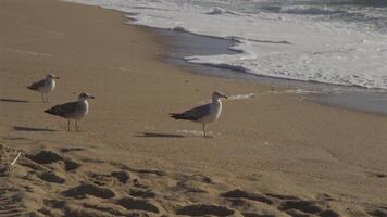 Flock of seagulls on sandy beach by ocean In Porto, Portugal in sunny weather at sunset. Seagulls flying on the beach. Atlantic ocean and public beach and lush ocean. Birds on an ocean beach. video