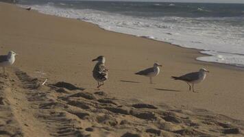 Flock of seagulls on sandy beach by ocean In Porto, Portugal in sunny weather at sunset. Seagulls flying on the beach. Atlantic ocean and public beach and lush ocean. Birds on an ocean beach. video