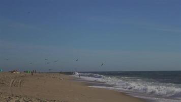 Flock of seagulls on sandy beach by ocean In Porto, Portugal in sunny weather at sunset. Seagulls flying on the beach. Atlantic ocean and public beach and lush ocean. Birds on an ocean beach. video