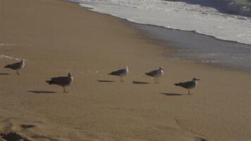 Flock of seagulls on sandy beach by ocean In Porto, Portugal in sunny weather at sunset. Seagulls flying on the beach. Atlantic ocean and public beach and lush ocean. Birds on an ocean beach. video