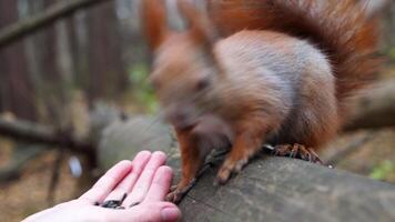 Wild fluffy squirrel taking nuts from female arm and gnawing it outdoor. Cute rodent eating food from hand of young girl at forest. Woman feeding hungry small sciurus to walnuts at autumn park video