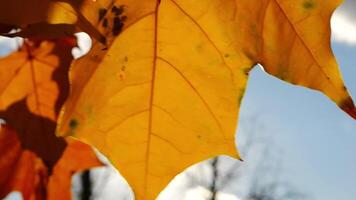 Close up of yellow maple leaves on tree branches gently swaying in the wind at sunset. Sunlight throws through autumn foliage swinging on breeze at forest. Beautiful colorful fall season. Slow motion video