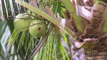 The camera moves up and down, green coconut is on coconut tree, Bunch of coconuts are on tree at Asian farmer's garden, in Thailand video