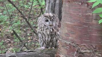 Tawny owl sitting on a broken trunk of a tree in a deep forest video