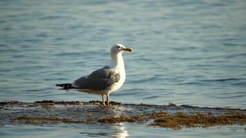 Slow motion close-up shot of a seagull on the rock against calm sea. Bird looking around and cleans its feathers, waiting for a prey and flies to catch a fish. No people. Slow motion video