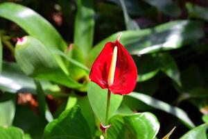 Macro image showing heart shape Anthurium red flower photo