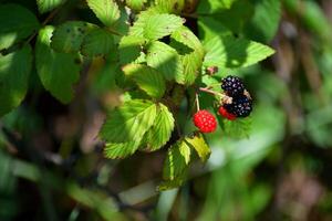Red and black berries growing on tree photo