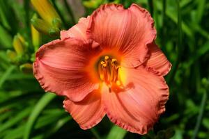 Macro image of a vibrant color Daylily flower photo