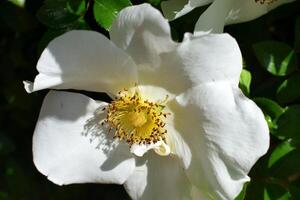 Macro image showing Cherokee Rose photo