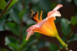 Bumble bee hovering over lily flower photo