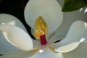 Macro image of a Magnolia Flower photo