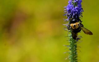 Macro image showing a bumble bee on blazing star flower photo