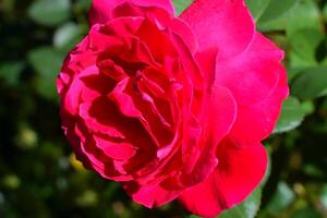 Extreme macro image showing a vibrant red rose at garden area. photo