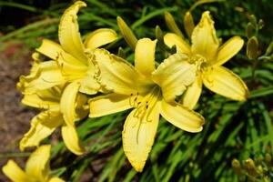 Macro image showing bright yellow lily flowers photo