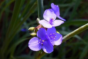 Macro image showing a tiny Spiderwort wildflowers at garden area. photo