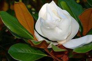 Macro image showing a beautiful large white magnolia flower photo