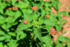Macro image showing lantana flower buds waiting to bloom photo