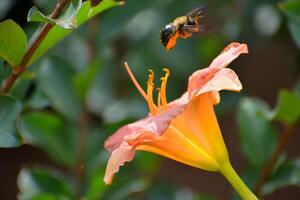 Bumble bee hovering over a daylily flower photo