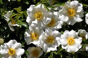 macro image of Cherokee Rose photo