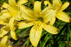 Macro image showing beautiful yellow day lily flowers at garden. photo