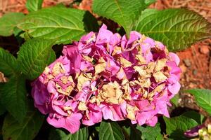 Macro image showing a Hydrangea Flower photo