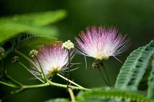 Macro image showing a thistle like tree flower photo
