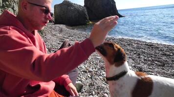 Cute senior Fox Terrier puppy fetching a stick on the beach. Handsome man and his dog playing fetch at the beach on sunset. Slow motion video
