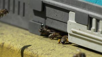 Bees, pollen, hive - Close-up view of bees with colorful pollen on legs near beehive entrance, slow motion, pollination process in nature. Apis mellifera video